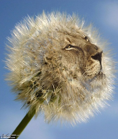 Khi động, thực vật… lai nhau - 12 Khi động, thực vật… lai nhau - 12