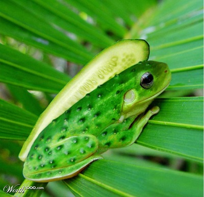 Khi động, thực vật… lai nhau - 5 Khi động, thực vật… lai nhau - 5