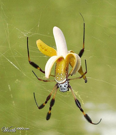 Khi động, thực vật… lai nhau - 4 Khi động, thực vật… lai nhau - 4