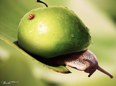 Khi động, thực vật… lai nhau - 3 Khi động, thực vật… lai nhau - 3