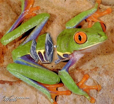 Khi động, thực vật… lai nhau - 19 Khi động, thực vật… lai nhau - 19