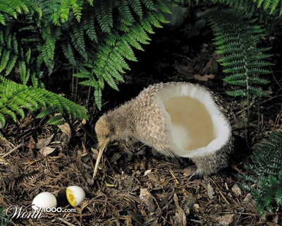 Khi động, thực vật… lai nhau - 18 Khi động, thực vật… lai nhau - 18