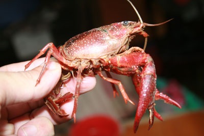 Xôn xao chuyện tôm lai… cua - 2