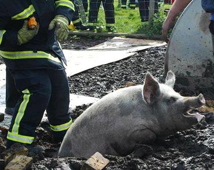 Chùm ảnh: Những sự cố “dở khóc, dở cười” - 2 Chùm ảnh: Những sự cố “dở khóc, dở cười” - 2