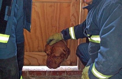 Chùm ảnh: Những sự cố “dở khóc, dở cười” - 11 Chùm ảnh: Những sự cố “dở khóc, dở cười” - 11