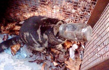 Chùm ảnh: Những sự cố “dở khóc, dở cười” - 10 Chùm ảnh: Những sự cố “dở khóc, dở cười” - 10