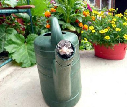 Chùm ảnh: Những sự cố “dở khóc, dở cười” - 8 Chùm ảnh: Những sự cố “dở khóc, dở cười” - 8