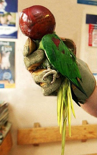 Chùm ảnh: Những sự cố “dở khóc, dở cười” - 7 Chùm ảnh: Những sự cố “dở khóc, dở cười” - 7