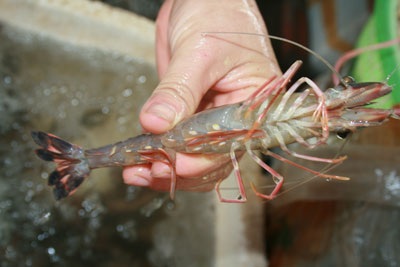 Xôn xao chuyện tôm lai… cua - 7