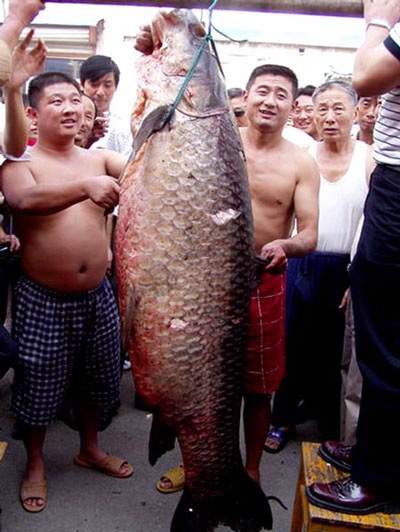 Săn “thủy quái” Hồ Tây - 4 Săn “thủy quái” Hồ Tây - 4