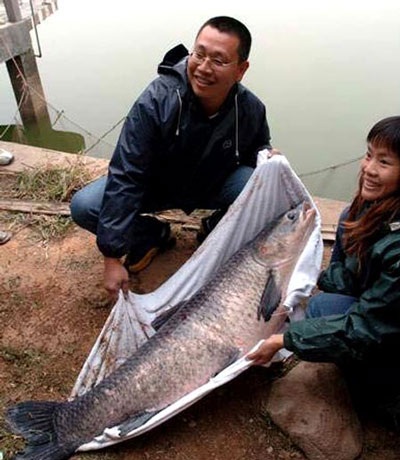 Săn “thủy quái” Hồ Tây - 1 Săn “thủy quái” Hồ Tây - 1