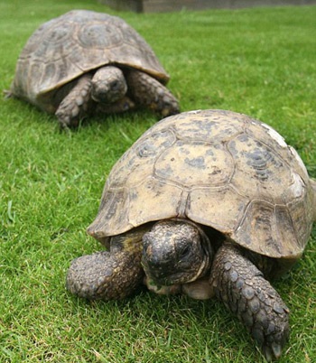 110 tuổi vẫn sinh con  - 3