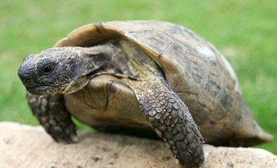 110 tuổi vẫn sinh con  - 1