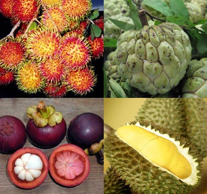 Quả ngon cuối hè - 1