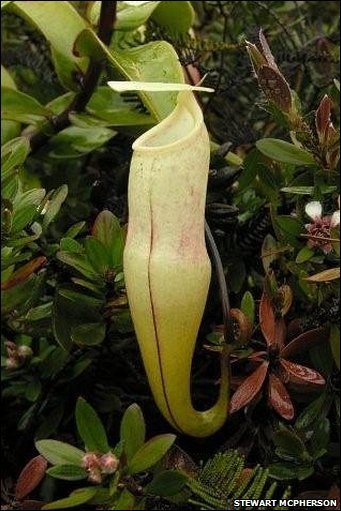 Phát hiện loài cây ăn thịt chuột - 8 Phát hiện loài cây ăn thịt chuột - 8