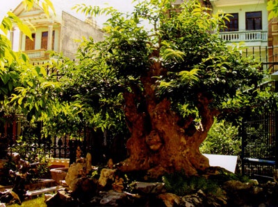 Những “siêu cây cảnh” triệu đô - 2 Những “siêu cây cảnh” triệu đô - 2