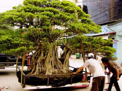 Những “siêu cây cảnh” triệu đô - 1 Những “siêu cây cảnh” triệu đô - 1