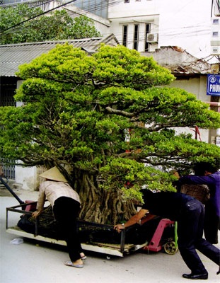 Những “siêu cây cảnh” triệu đô - 3 Những “siêu cây cảnh” triệu đô - 3