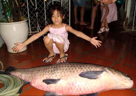 Công nghệ săn “khủng long” Hồ Tây - 3 Công nghệ săn “khủng long” Hồ Tây - 3
