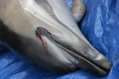 Chùn tin vắn qua ảnh - 5