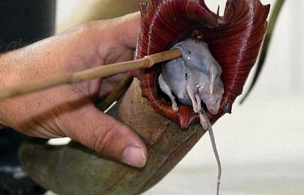 Chùm ảnh: Khám phá thế giới những loài cây ăn thịt - 13 Chùm ảnh: Khám phá thế giới những loài cây ăn thịt - 13