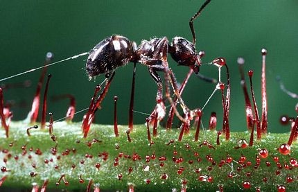 Chùm ảnh: Khám phá thế giới những loài cây ăn thịt - 16 Chùm ảnh: Khám phá thế giới những loài cây ăn thịt - 16