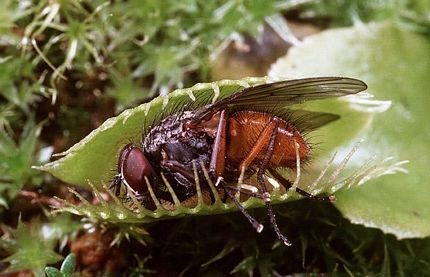 Chùm ảnh: Khám phá thế giới những loài cây ăn thịt - 6 Chùm ảnh: Khám phá thế giới những loài cây ăn thịt - 6