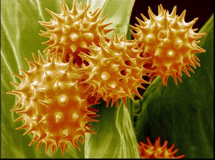 Khám phá những dị nguyên gây dị ứng - 1