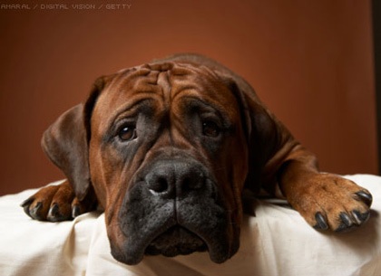 Khám phá những dị nguyên gây dị ứng - 2