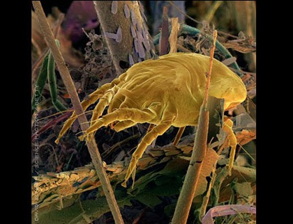 Khám phá những dị nguyên gây dị ứng - 3