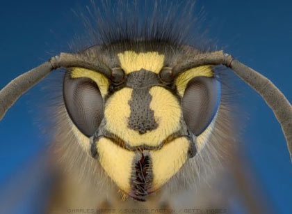 Khám phá những dị nguyên gây dị ứng - 4