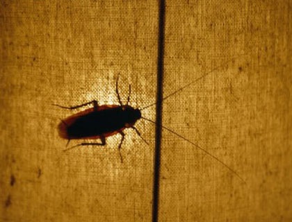 Khám phá những dị nguyên gây dị ứng - 10