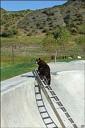 Chùm ảnh: Gấu leo thang thoát hiểm tài tình - 4