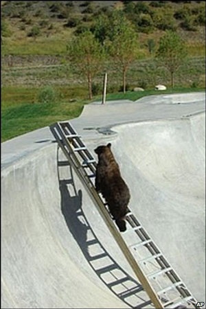 Chùm ảnh: Gấu leo thang thoát hiểm tài tình - 3