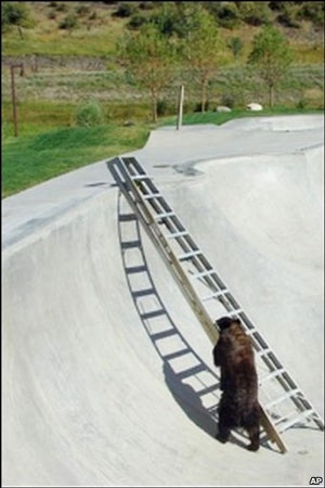 Chùm ảnh: Gấu leo thang thoát hiểm tài tình - 2