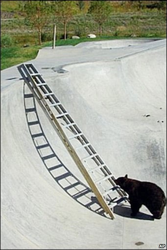 Chùm ảnh: Gấu leo thang thoát hiểm tài tình - 1