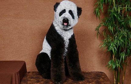Chùm ảnh: Chó "cải trang" thành gấu trúc, lạc đà - 1 Chùm ảnh: Chó "cải trang" thành gấu trúc, lạc đà - 1