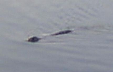 Những bằng chứng về quái vật hồ Loch Ness - 2 Những bằng chứng về quái vật hồ Loch Ness - 2