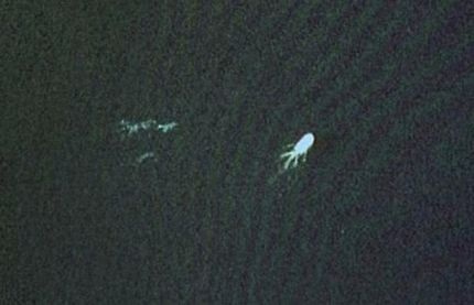 Những bằng chứng về quái vật hồ Loch Ness - 1 Những bằng chứng về quái vật hồ Loch Ness - 1