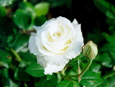 Tâm sự người cài hoa trắng - 1 Tâm sự người cài hoa trắng - 1