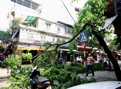 Một cây sưa trên phố Hàng Dầu bị cưa trộm - 1