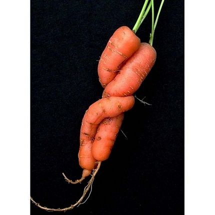 Các loại rau, củ, quả hình thù kỳ quặc (1) - 9 Các loại rau, củ, quả hình thù kỳ quặc (1) - 9
