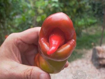 Các loại rau, củ, quả hình thù kỳ quặc (2) - 6 Các loại rau, củ, quả hình thù kỳ quặc (2) - 6