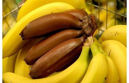 Các loại rau, củ, quả hình thù kỳ quặc (2) - 12 Các loại rau, củ, quả hình thù kỳ quặc (2) - 12