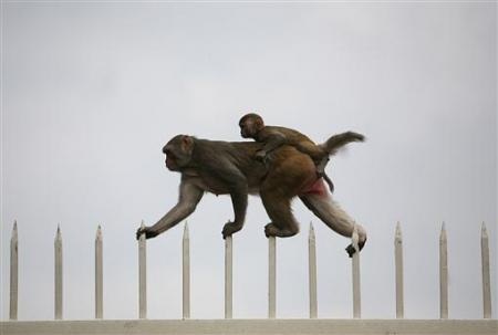 Những hình ảnh ấn tượng trong tuần - 8