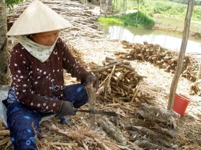 Trồng tràm, thu hoạch… củi - 1