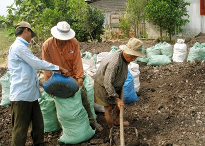 Trồng tràm, thu hoạch… củi - 2 Trồng tràm, thu hoạch… củi - 2