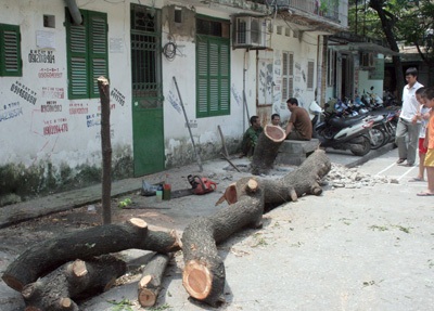Thêm một cây sưa bị đốn trộm trong đêm - 1 Thêm một cây sưa bị đốn trộm trong đêm - 1