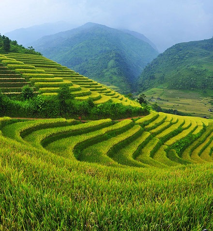 Quyến rũ ruộng bậc thang Sa Pa mùa lúa chín - 1 Quyến rũ ruộng bậc thang Sa Pa mùa lúa chín - 1