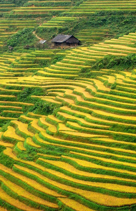 Quyến rũ ruộng bậc thang Sa Pa mùa lúa chín - 10 Quyến rũ ruộng bậc thang Sa Pa mùa lúa chín - 10